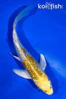 5" GINRIN KUJAKU BUTTERFLY