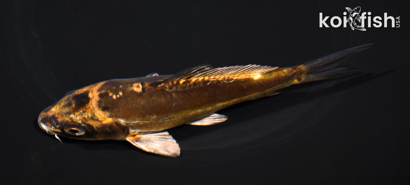 5.25" BENI KIKOKURYU