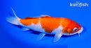6.5" KOHAKU