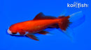 5" WATONAI GOLDFISH