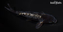 6.25" GINRIN OCHIBA SHIGURE