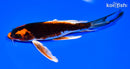 7.75" ORENJI MATSUBA BUTTERFLY