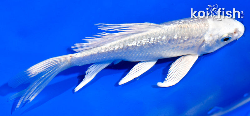 4.5" GINRIN PLATINUM OGON BUTTERFLY
