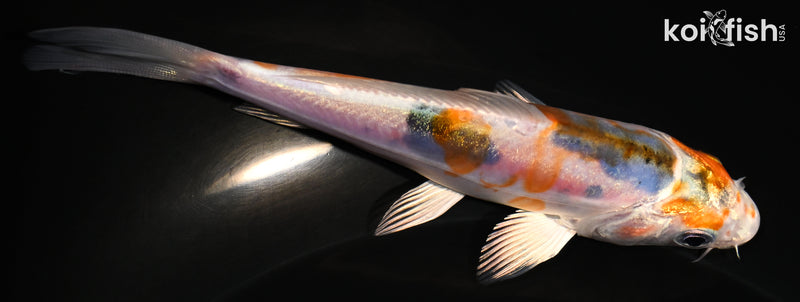 4.75" HEISEI NISHIKI