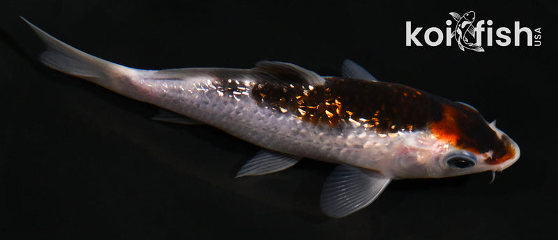 4.5" GINRIN BUDO GOROMO