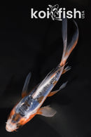 5" GINRIN HI SHUSUI BUTTERFLY