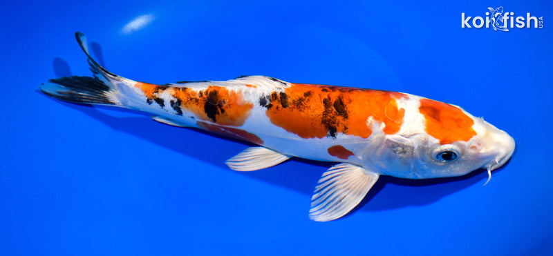 10.5" MARUTEN HEISEI NISHIKI