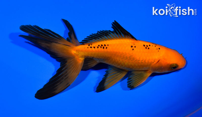 5.5" WATONAI GOLDFISH