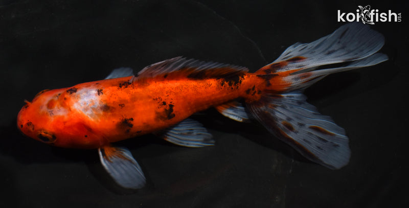 5.5" CALICO WAKIN GOLDFISH
