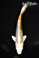 7.75" HEISEI NISHIKI