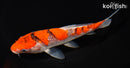 6.25" GOSHIKI