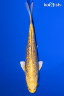 6" GINRIN DOITSU YAMABUKI OGON