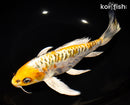 10" ARAGOKE KUJAKU BUTTERFLY