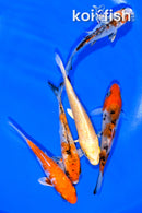 PACK OF (5) 3.75-4.25" STANDARD KOI