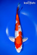 11.5" GINRIN HARIWAKE