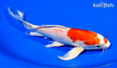 7.75" HARIWAKE BUTTERFLY