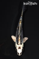 4.5" ARAGOKE BENI KIKOKURYU