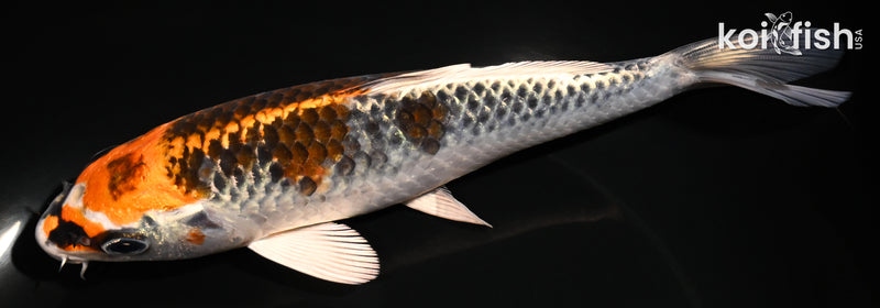 7.25" KUJAKU