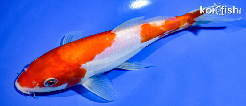 7" DOITSU KOHAKU