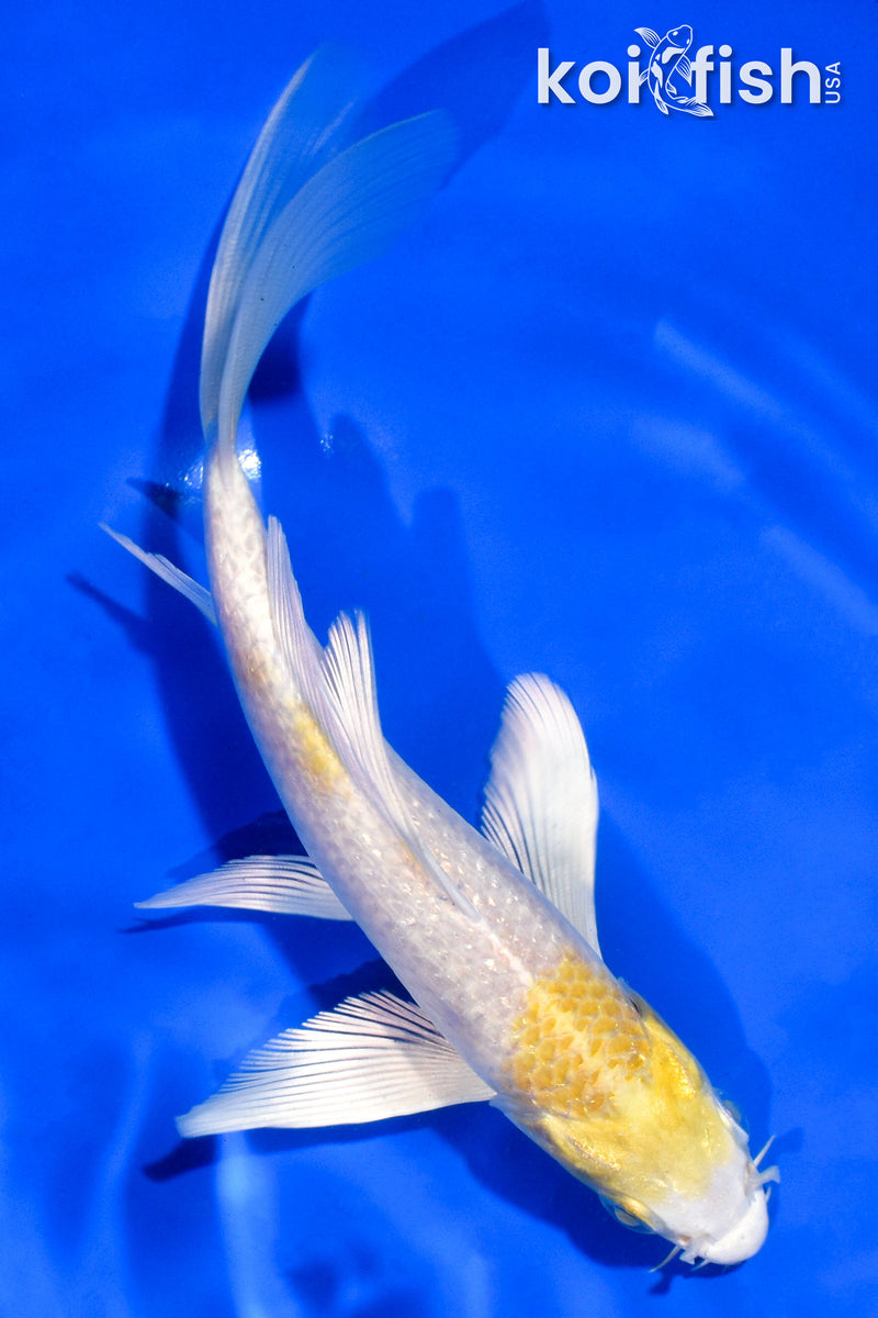 6" HARIWAKE BUTTERFLY