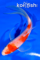 5.75" KOHAKU BUTTERFLY