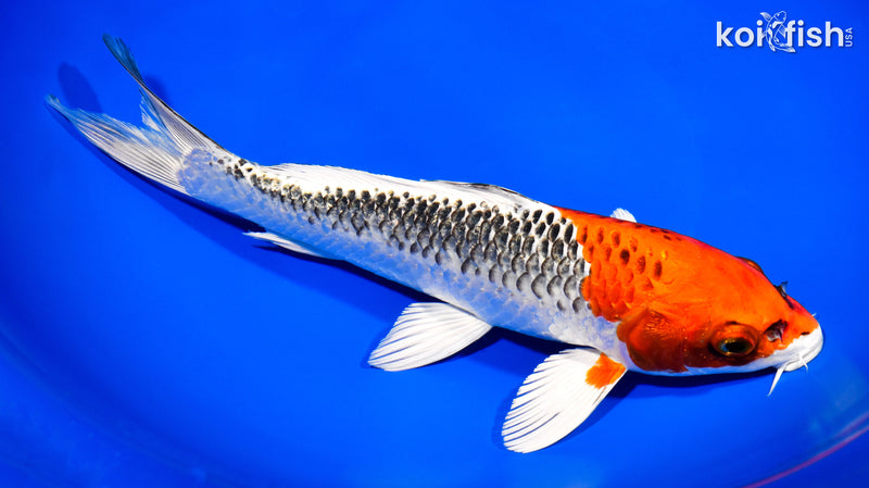 9.5" KUJAKU