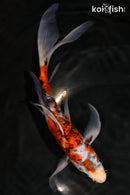 9.25" BENI MATSUKAWBAKE BUTTERFLY