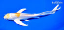 8"  GINRIN LEMON HARIWAKE BUTTERFLY