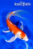 7.25" HARIWAKE BUTTERFLY