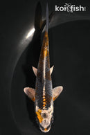 5" KUJAKU