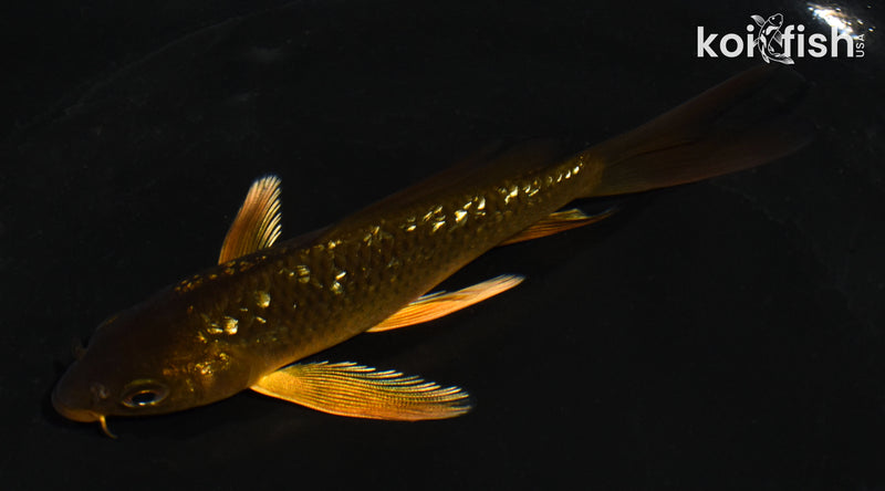 5" GINRIN CHAGOI BUTTERFLY