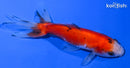 4" CALICO WAKIN GOLDFISH