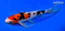 9" SANKE BUTTERFLY