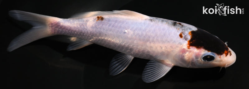 6.5" GOROMO
