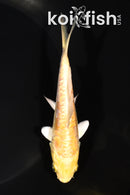 5" ARAGOKE YAMABUKI OGON