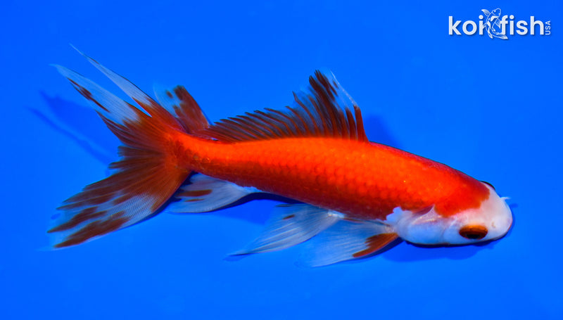 6.75" WAKIN GOLDFISH