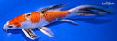 9" YAMATO NISHIKI BUTTERFLY