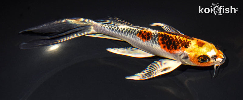 8.25" KUJAKU BUTTERFLY