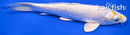 6.75" LEMON HARIWAKE