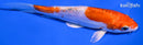 5.75" HEISEI NNISHIKI