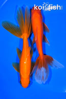 PACK OF (5) 6-6.25" WAKIN GOLDFISH