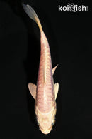 4.25" DOITSU PLATINUM OGON