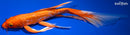 11.25" DOITSU ORENJI OGON BUTTERFLY