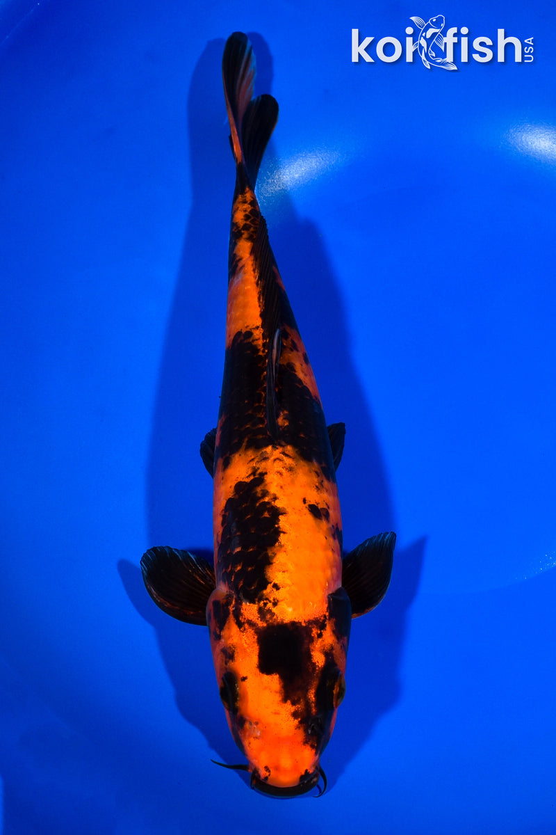 11.5" HI UTSURI