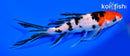 6.75" SANKE BUTTERFLY