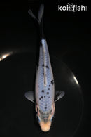 6.75" MATSUKAWABAKE