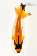 5.25" WAKIN GOLDFISH
