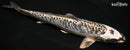 7.5" KIKOKURYU