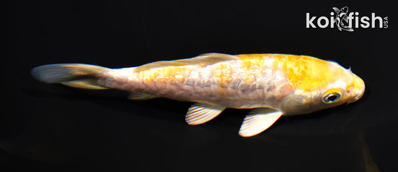 4.75" GINRIN ARAGOKE LEMON HARIWAKE