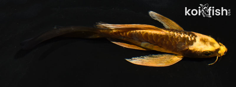 5" ARAGOKE BENI KIKOKURYU BUTTERFLY